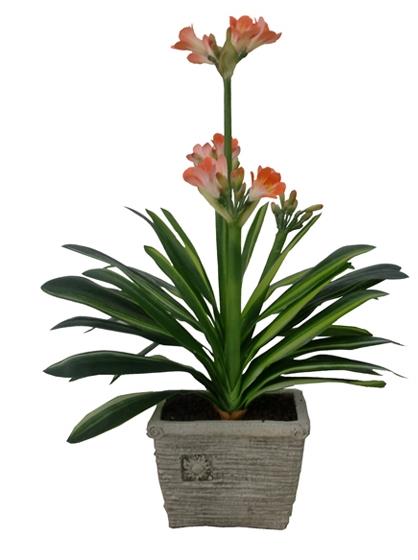 kaffir lily
