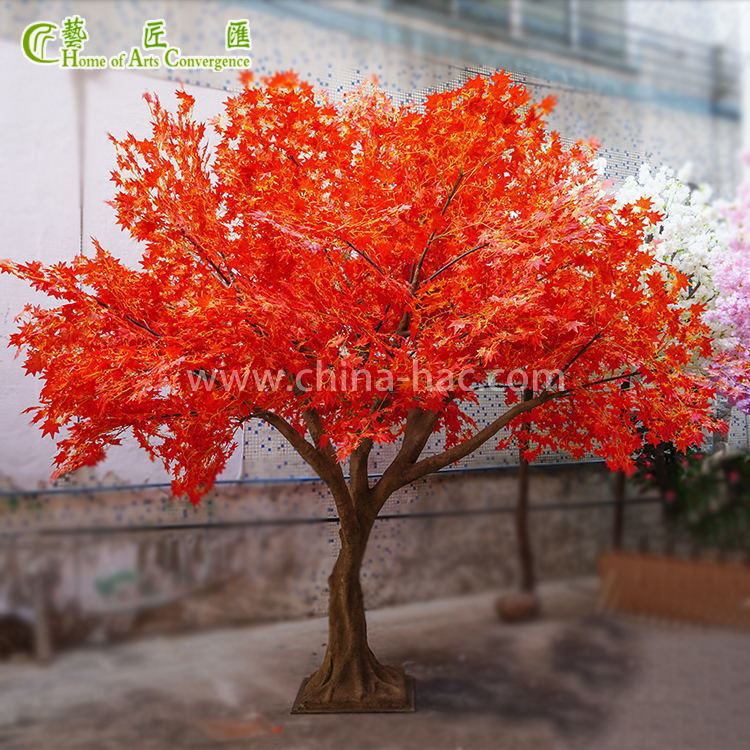 Red maple tree outdoor Red maple tree outdoor