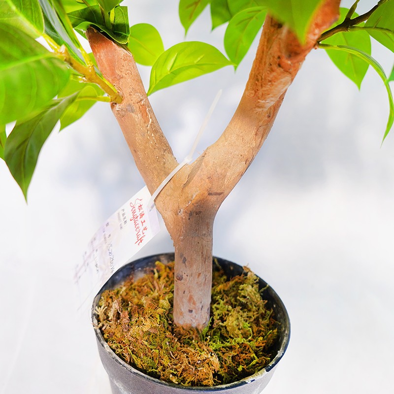 Artificial Lilac Leaf Potted Plant factory