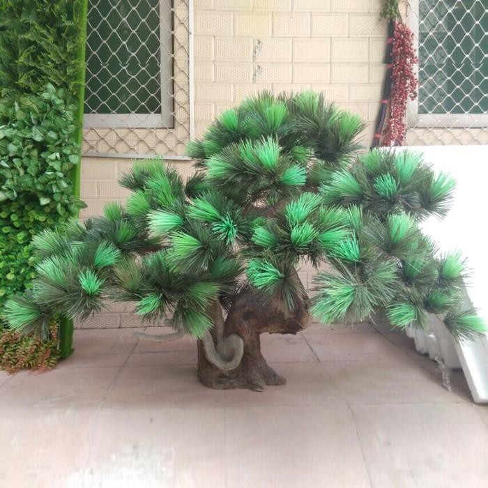Environmentally Friendly Bonsai Indoor Pine Tree