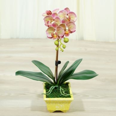 5 fejű, rózsaszínű, élethű pillangó orchideák, beltéri, elegáns elrendezés