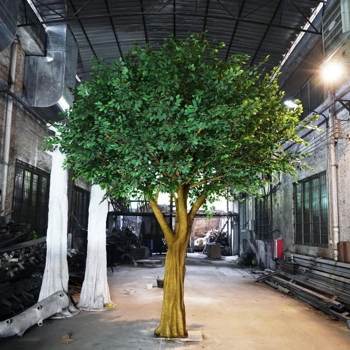 Large Ficus Tree